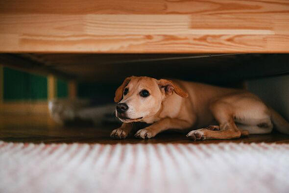 Pet owners urged to follow 5 steps so dogs don't freak out over fireworks