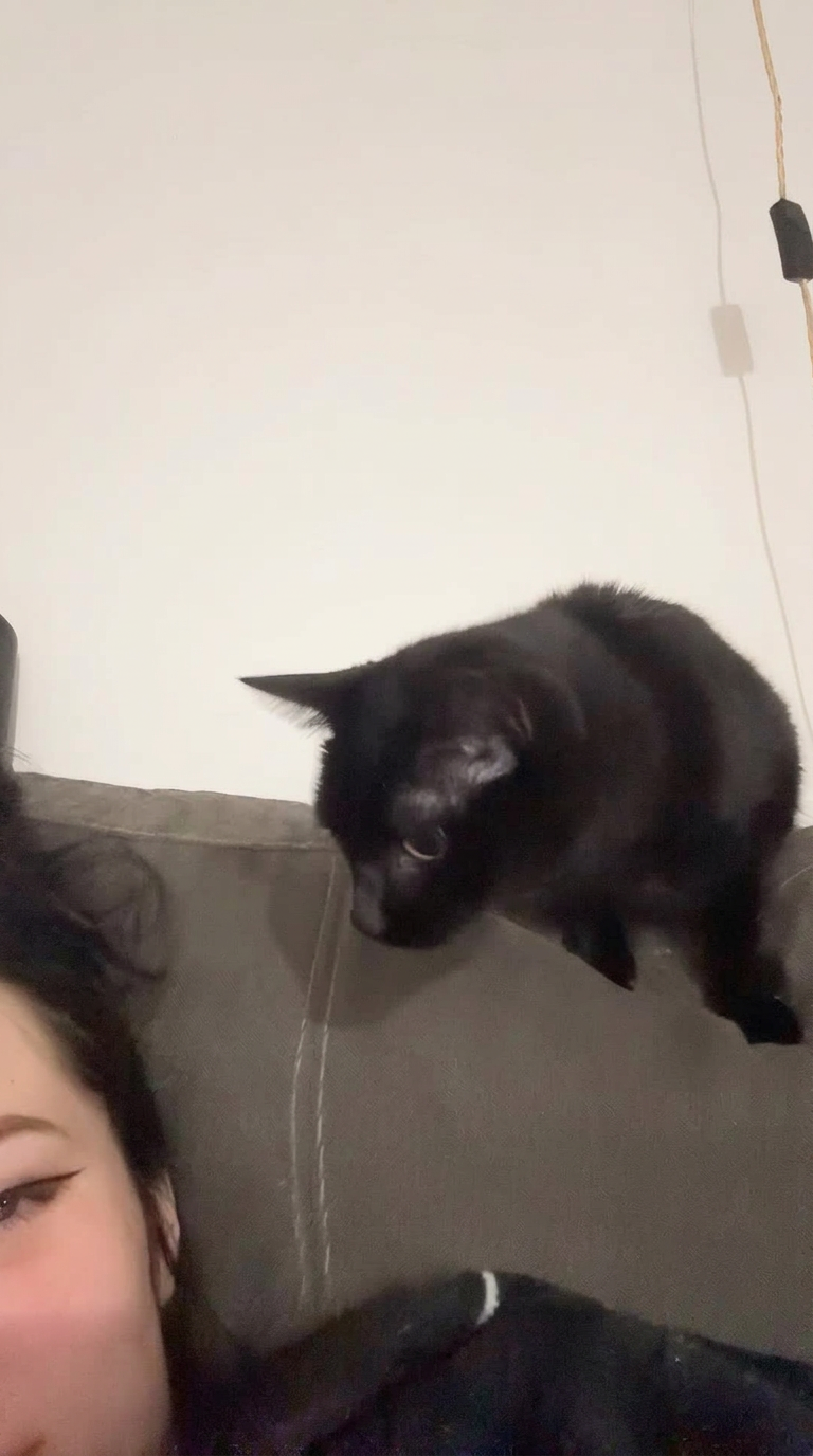 Cat has a nightmare about a creepy baby doll