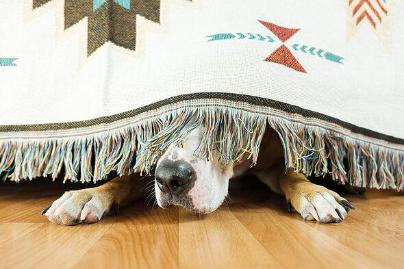 Pet owners urged to follow 5 steps so dogs don't freak out over fireworks