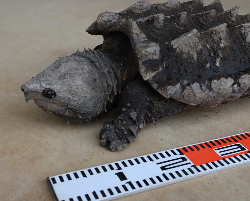 Aggressive alligator snapping turtle captured at swamp in east Japan