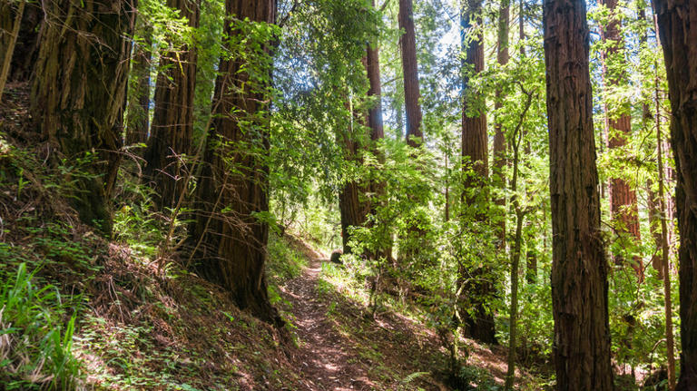 Forget Sequoia National Park, this California park is an underrated gem ...