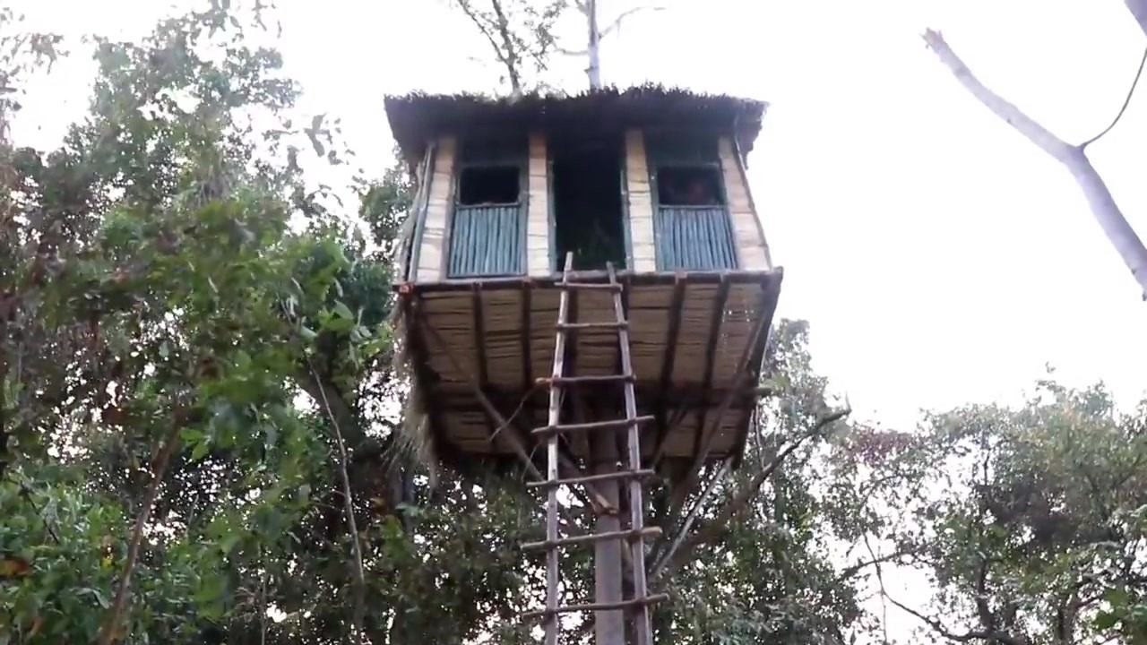 Elevated bamboo treehouse with a tall access ladder