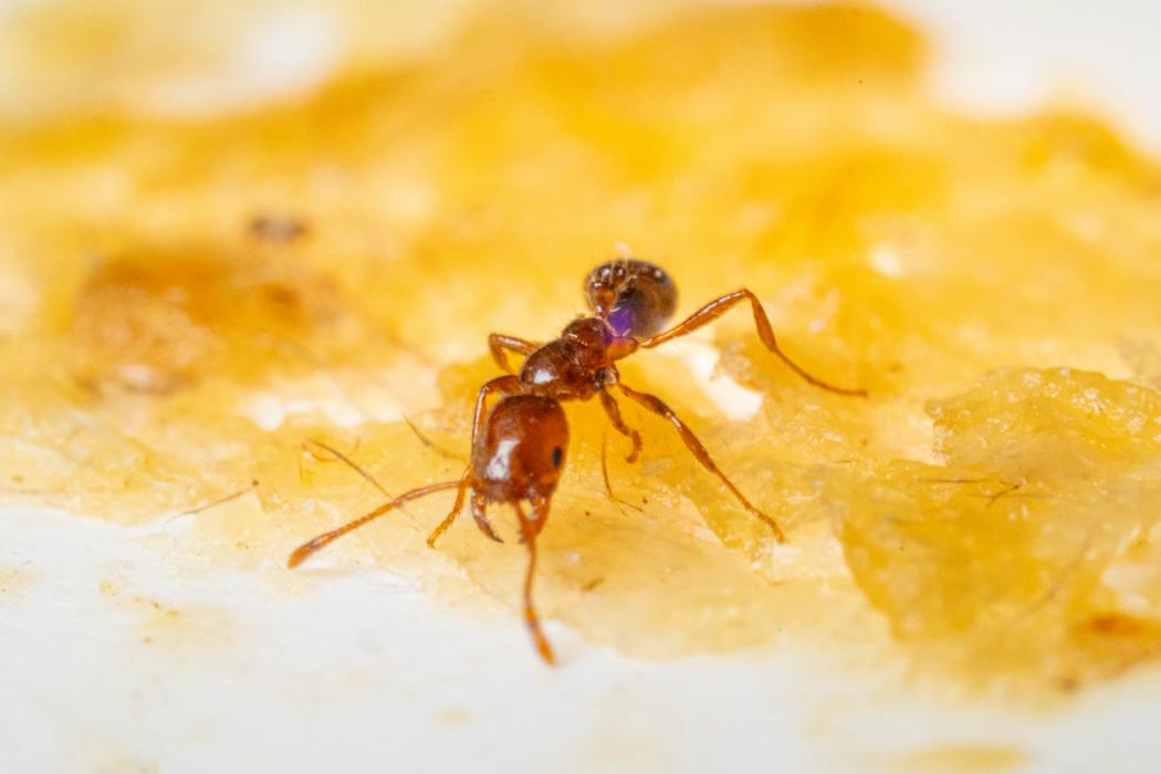 Earwax is both slippery and sticky – this weird combo might lead to ...