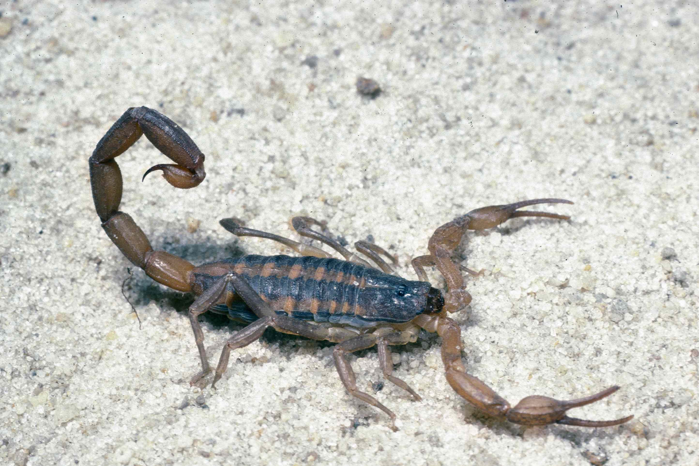 How to keep scorpions out of your house—and what to do if one gets inside