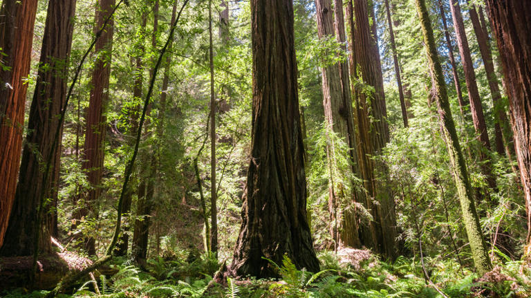 Forget Sequoia National Park, this California park is an underrated gem ...