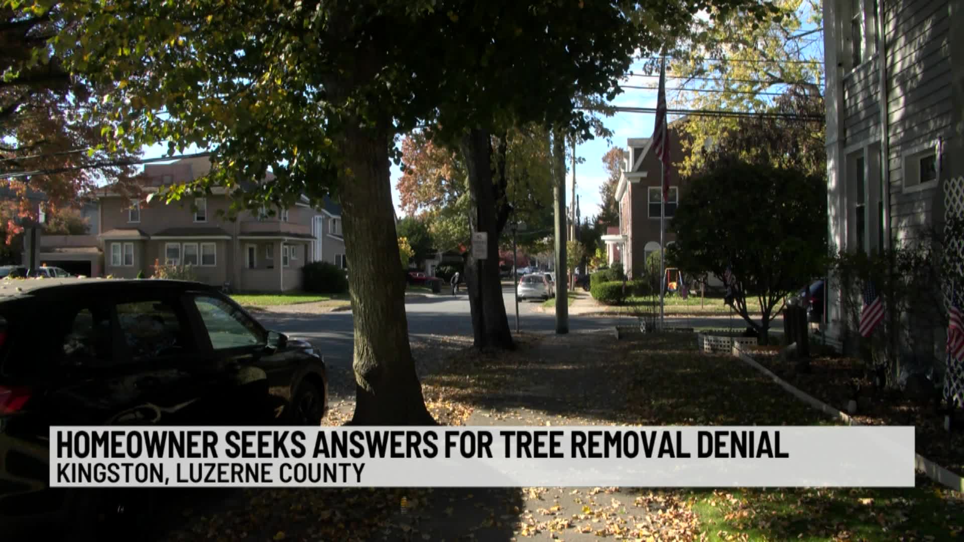 Kingston resident fights to remove four problematic trees
