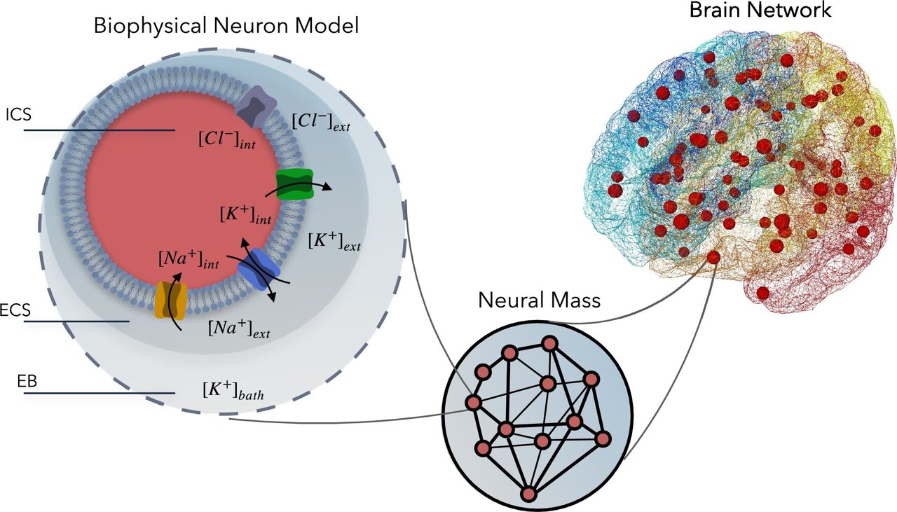 Making virtual brain models more biologically realistic by capturing ...