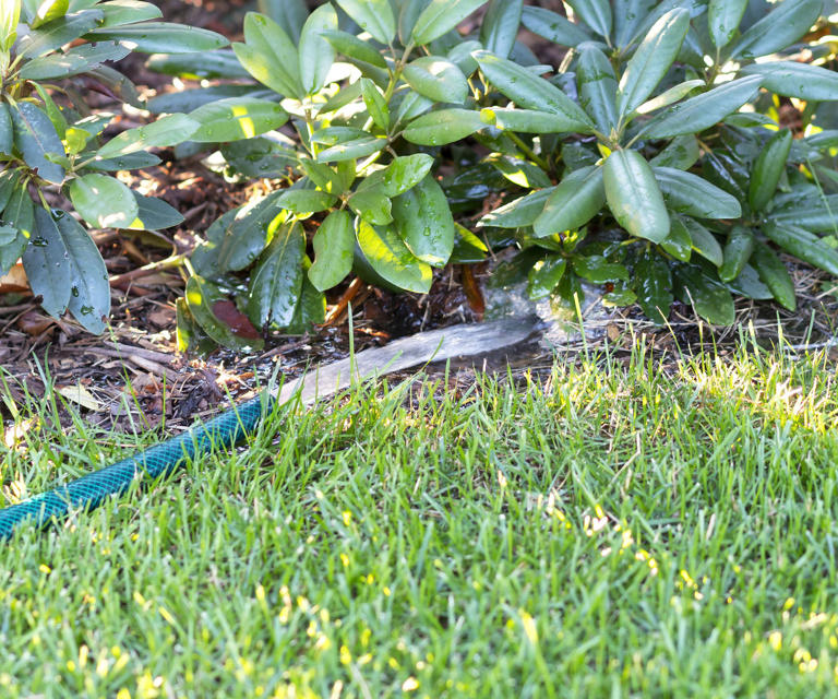 What to do with azaleas and rhododendrons in fall – 7 winter prep tips ...