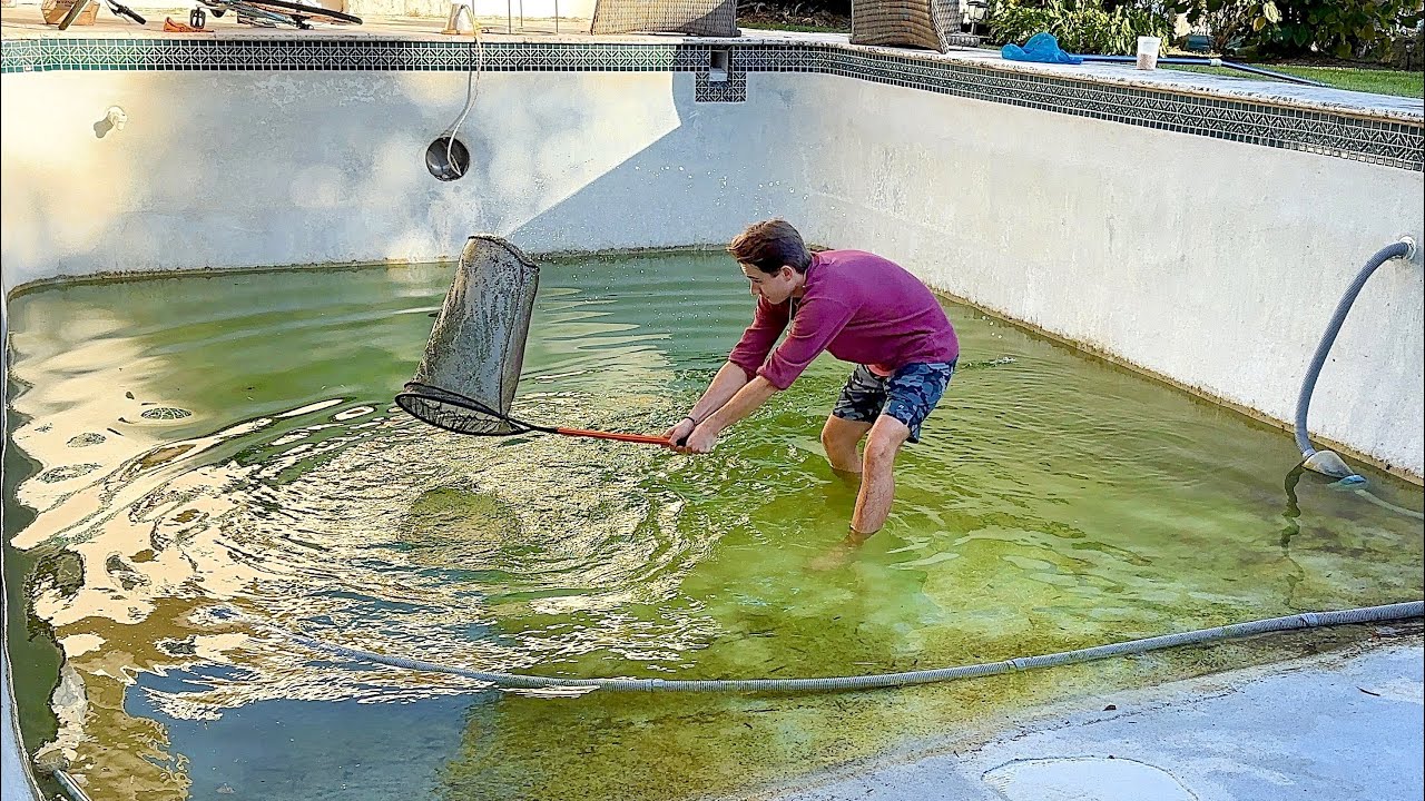 My pool is overrun with thousands of invasive creatures!