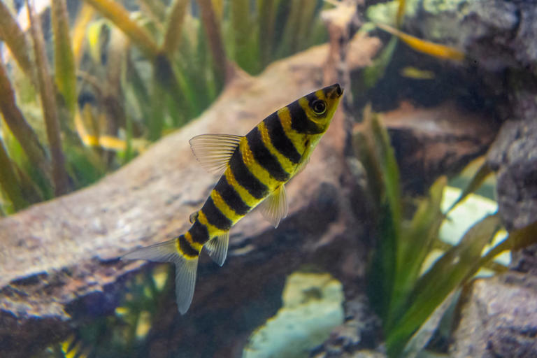 Huge and colourful tropical fish 2026: These are 10 of the biggest ...