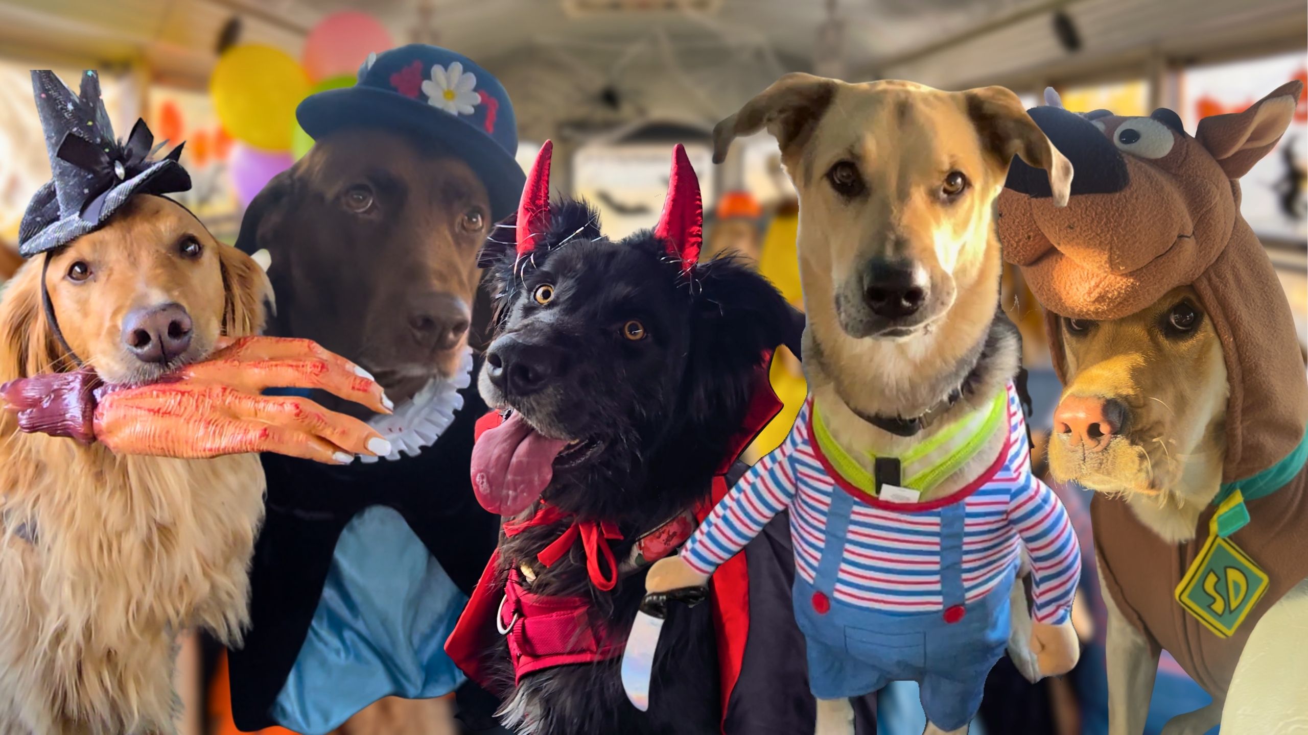 Doggy daycare hosts adorable Halloween costume contest | Happily TV