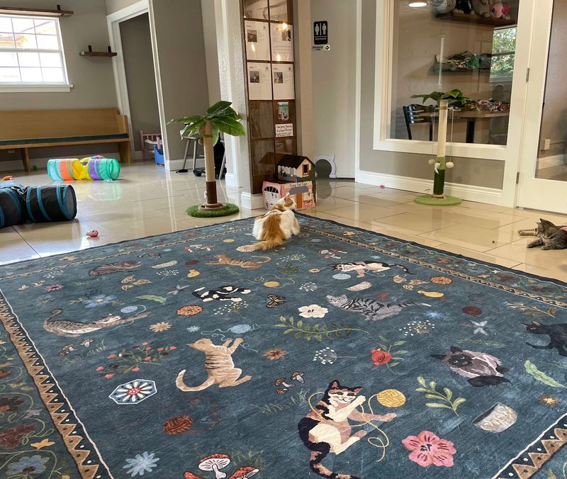 A Texas cat lounge opened in 2026 to help rescue cats find homes while ...