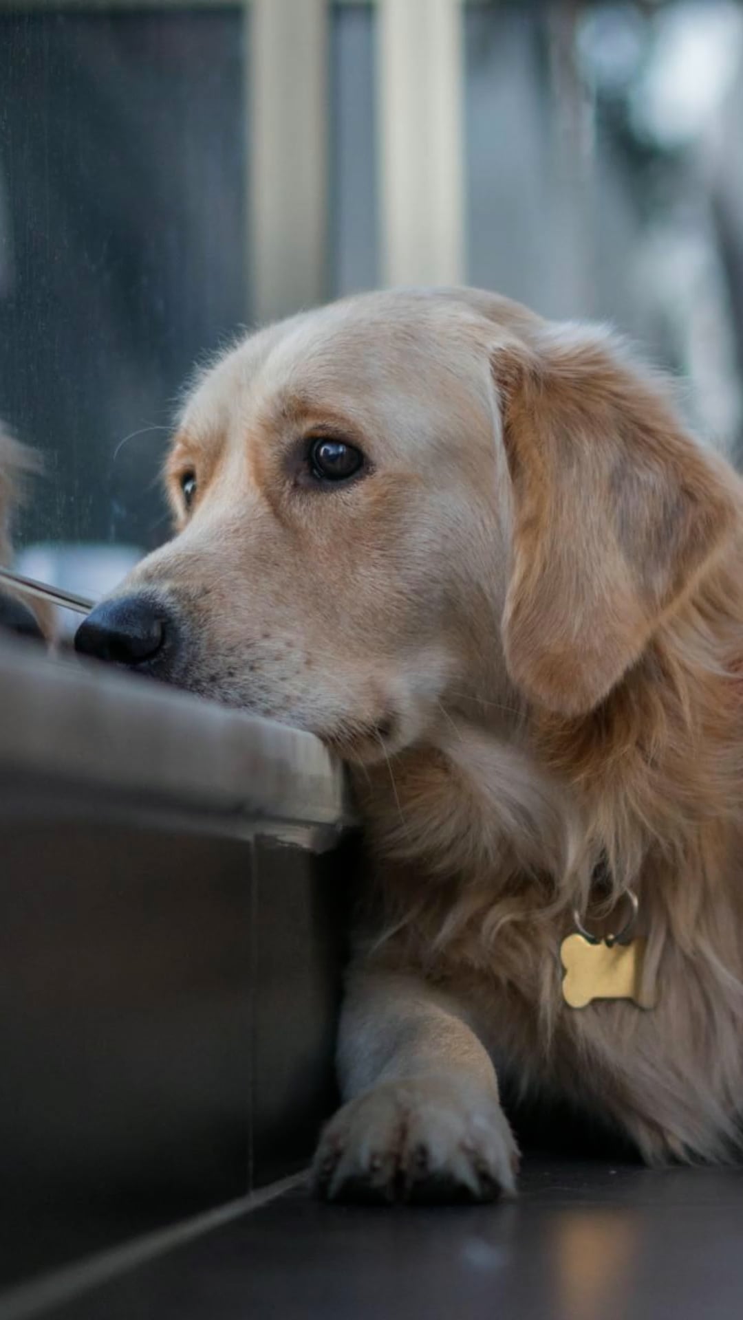 5 hidden signs your dog is in pain that most owners miss