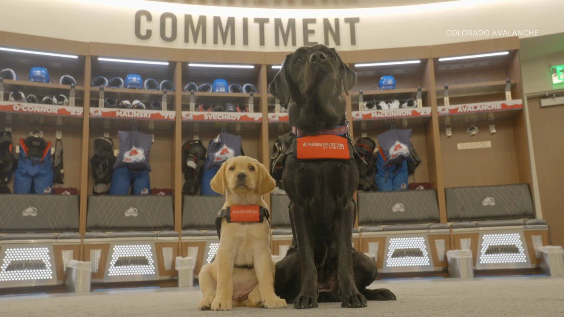Colorado Avalanche welcomes new service dog in training