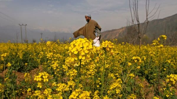 Higher support prices, strong edible oil demand to drive mustard area ...