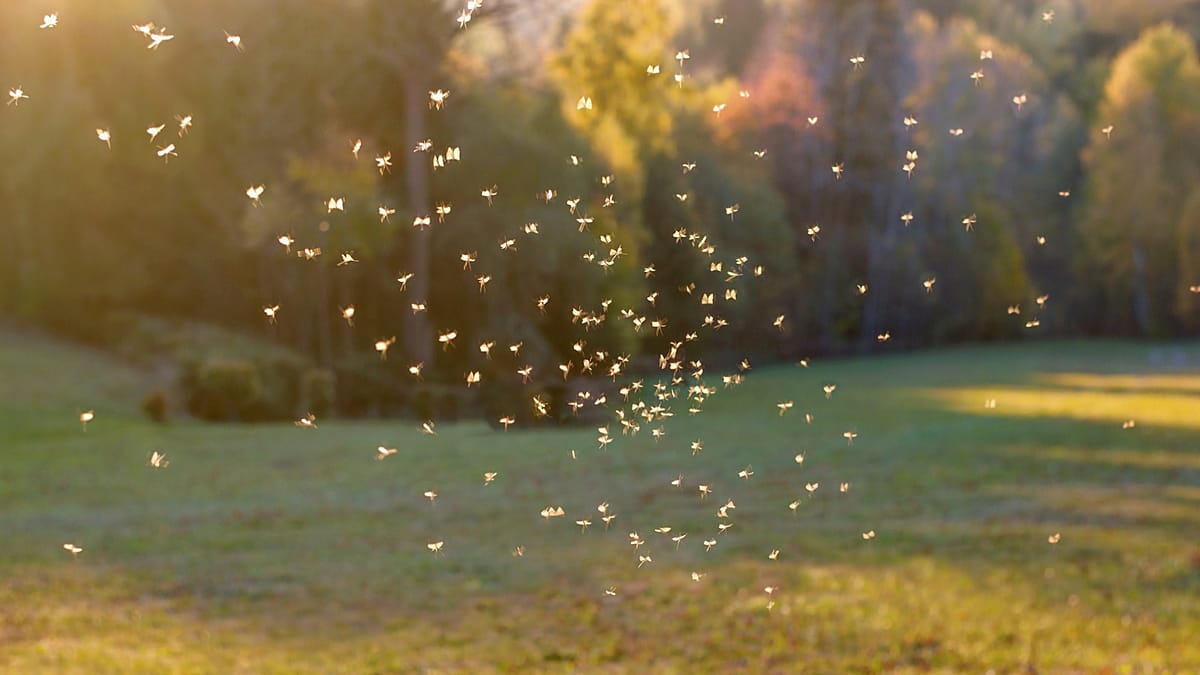 Mosquito toilets: How scientists are using mosquito poop to detect viruses