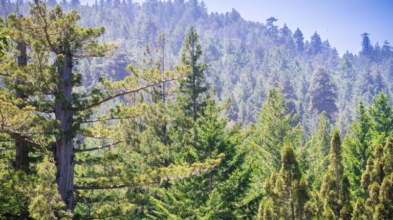 Forget Sequoia National Park, this California park is an underrated gem ...