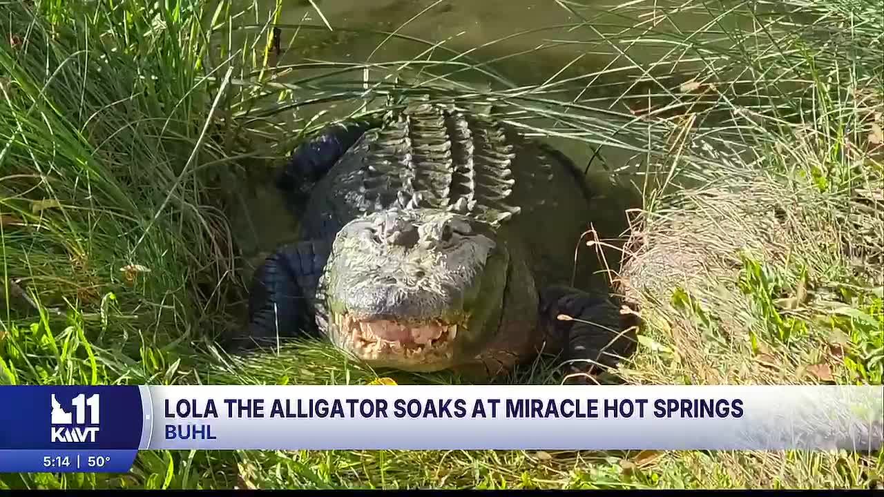 Meet Lola, an alligator who calls an Idaho hot spring home