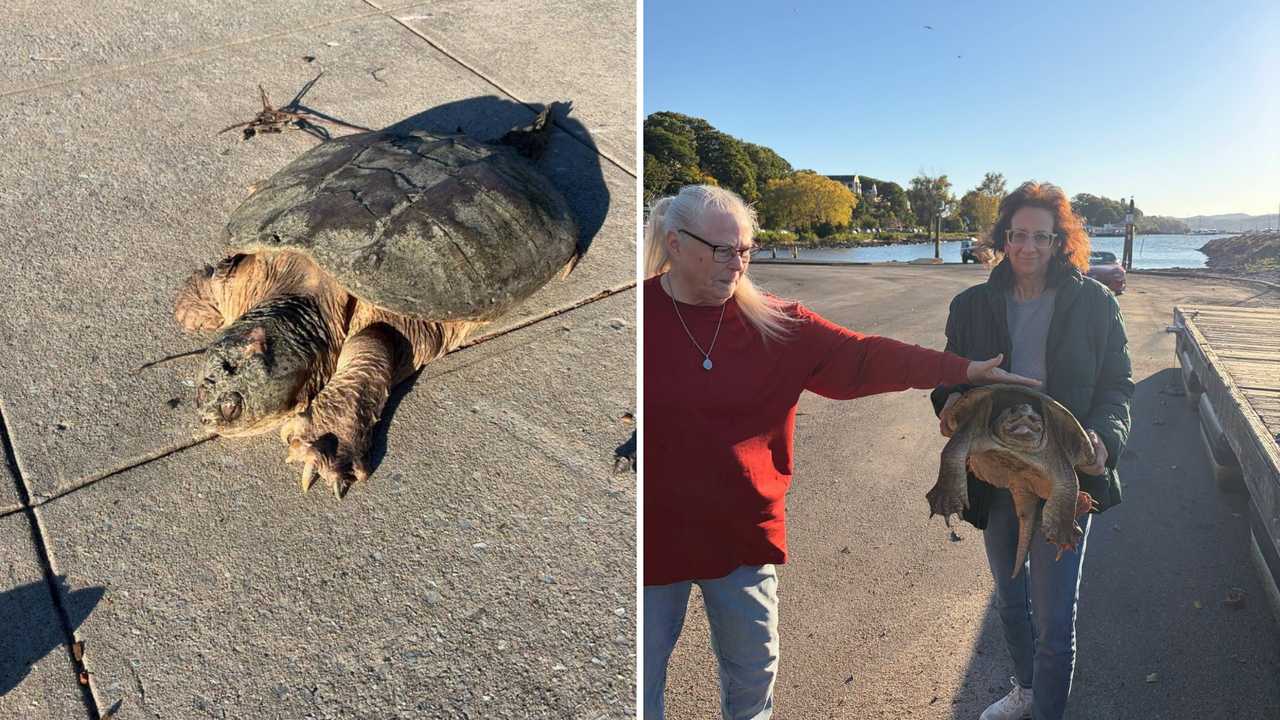 Senior snapping turtle found in distress at Waterfront Park in ...