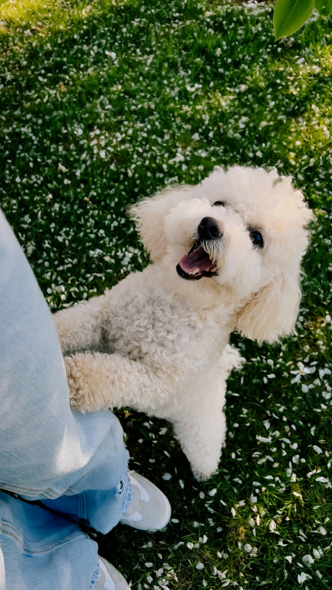 Dogs actually shed tears of joy when reunited with their owners