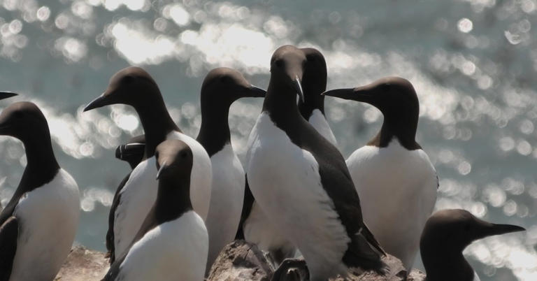 New study: Googly-eyed buoys and kites help keep seabirds out of ...