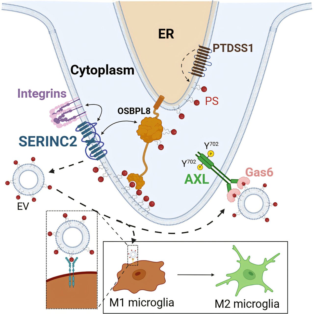 Pathology research identifies potential new target for preventing brain ...