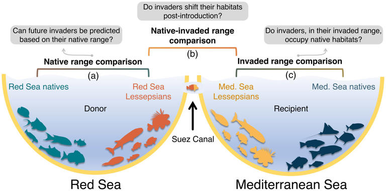 New model flags Red Sea fish that could invade the Mediterranean