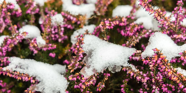 Want a garden that looks gorgeous all winter? Plant these 12 picks now