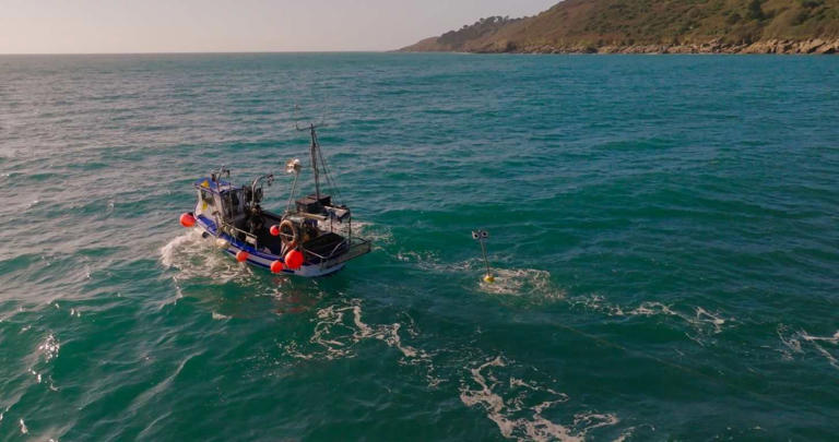 New study: Googly-eyed buoys and kites help keep seabirds out of ...