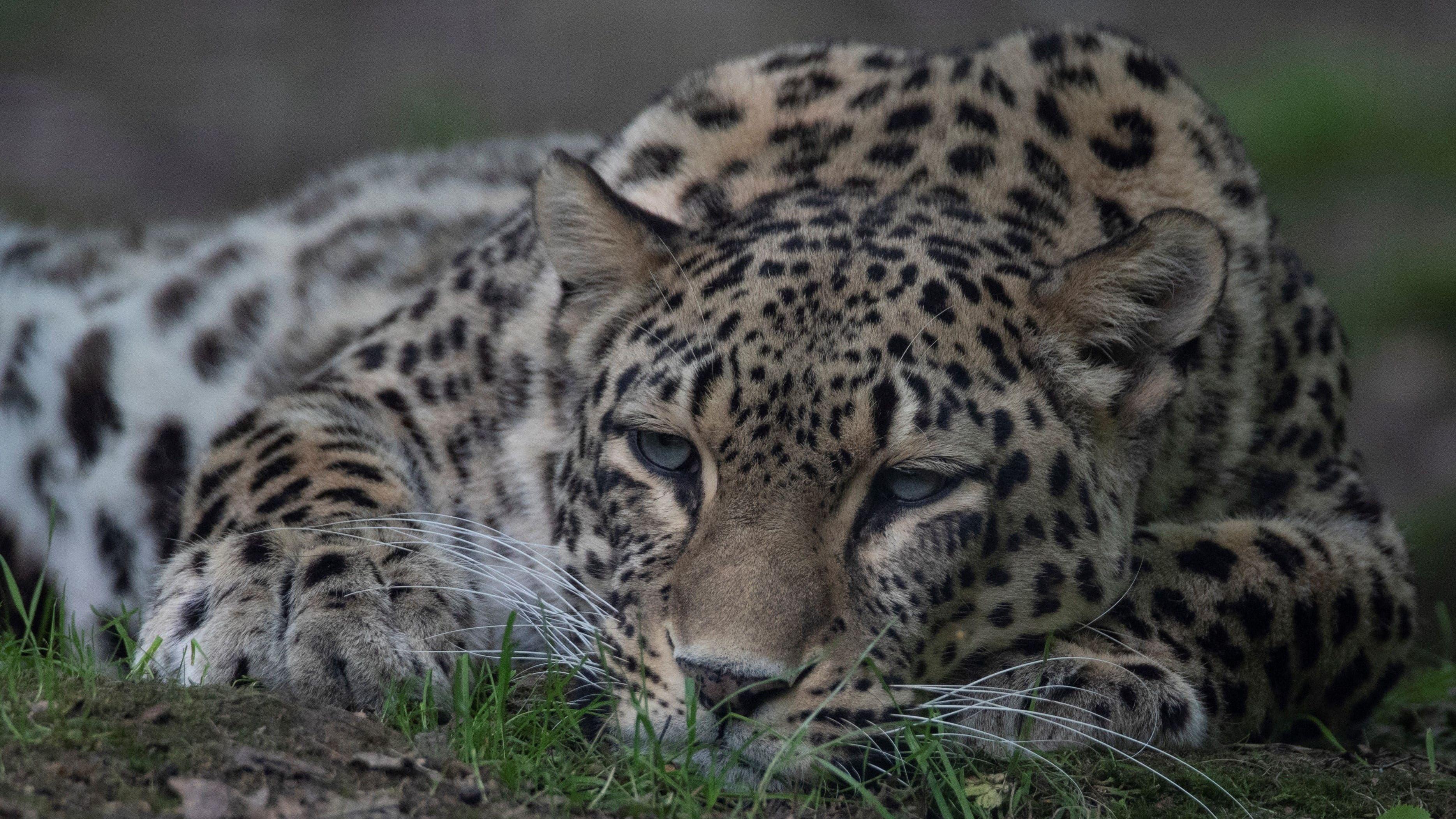 Dutch zookeeper dies after being mauled in leopard enclosure
