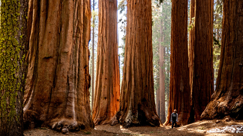 13 best attractions in Northern California, according to visitors