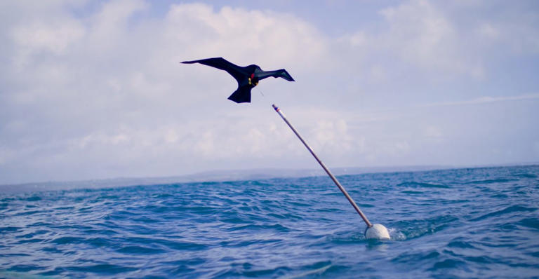 New study: Googly-eyed buoys and kites help keep seabirds out of ...