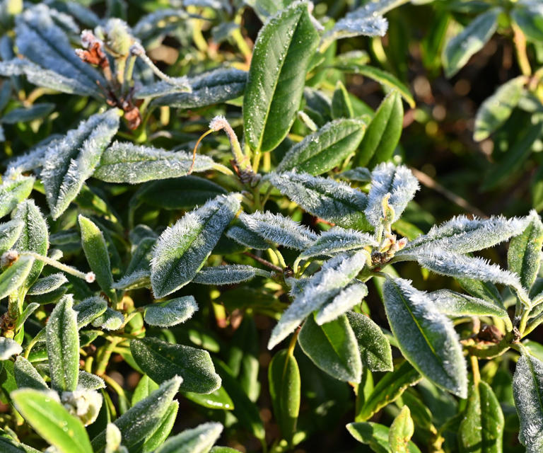What to do with azaleas and rhododendrons in fall – 7 winter prep tips ...