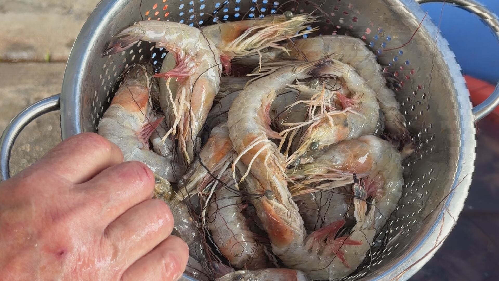 New law requires SC restaurants to disclose imported shrimp