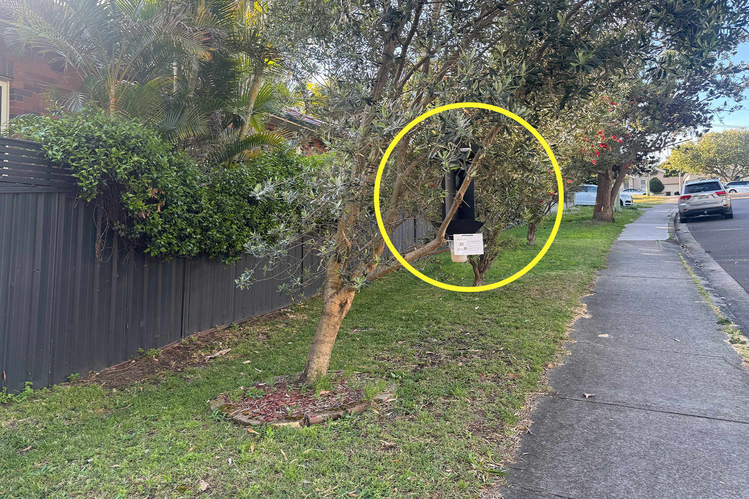 Aussies called to action over 'hitchhiker pest' that's breached borders