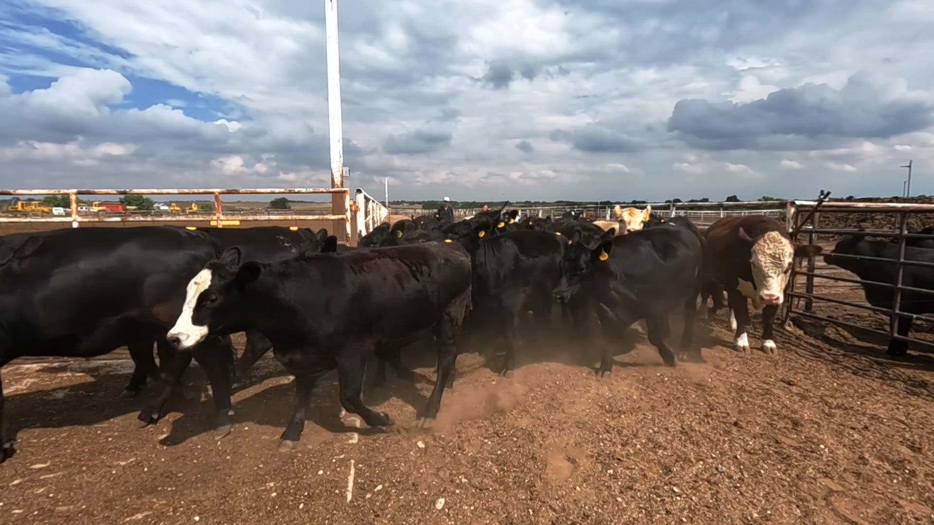 Colorado ranchers struggle with shrinking industry