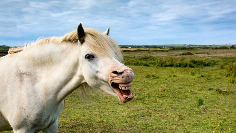 Rescue horse discovers a leaf blower and immediately turns into a kid ...