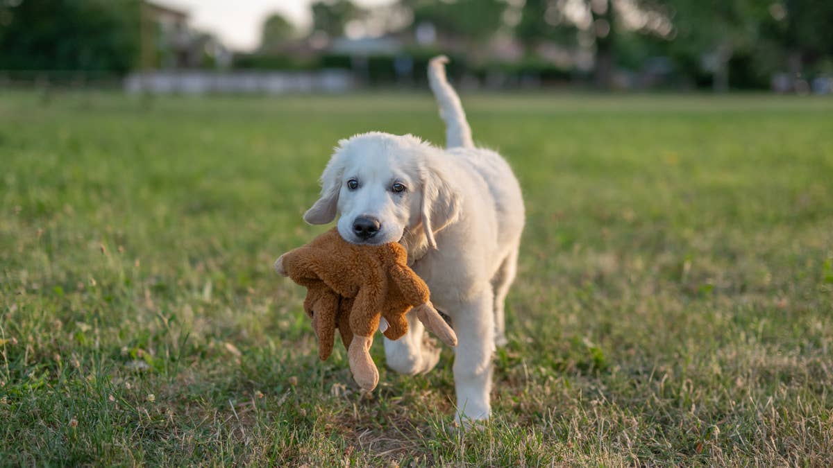 After years apart, this golden retriever finally got her yellow octopus stuffie back