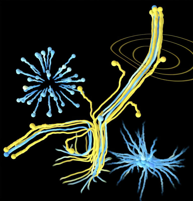Identical vesicles, different behaviors: Model reveals how spontaneous ...