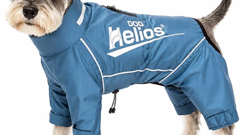 JCPenney's cute dog coats are waterproof, reflective, warm, and ready ...