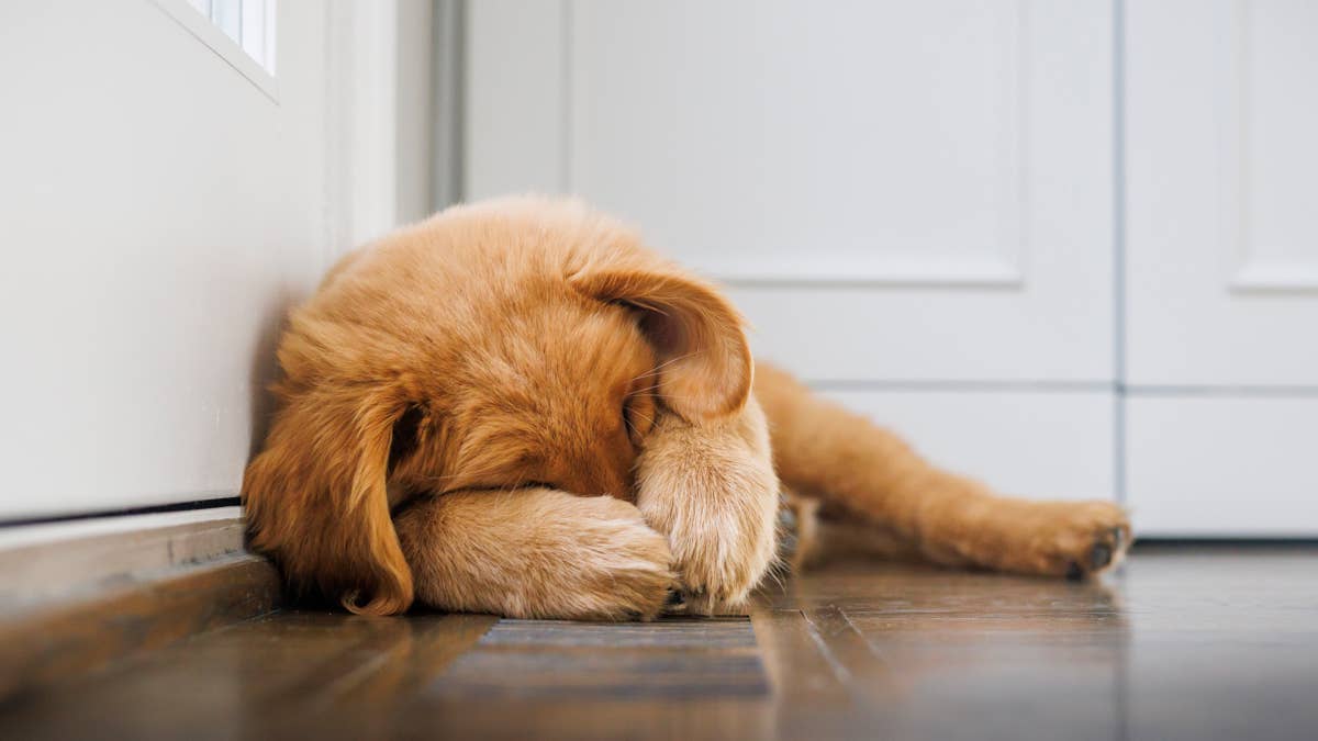 Watch this golden retriever puppy hilariously fails to hide from a ...