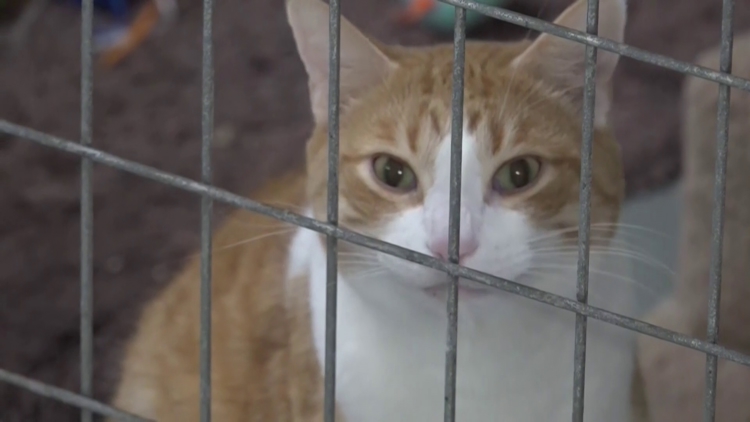 Rising costs forcing more families to give their pets up for adoption, says Humane Society of West Michigan