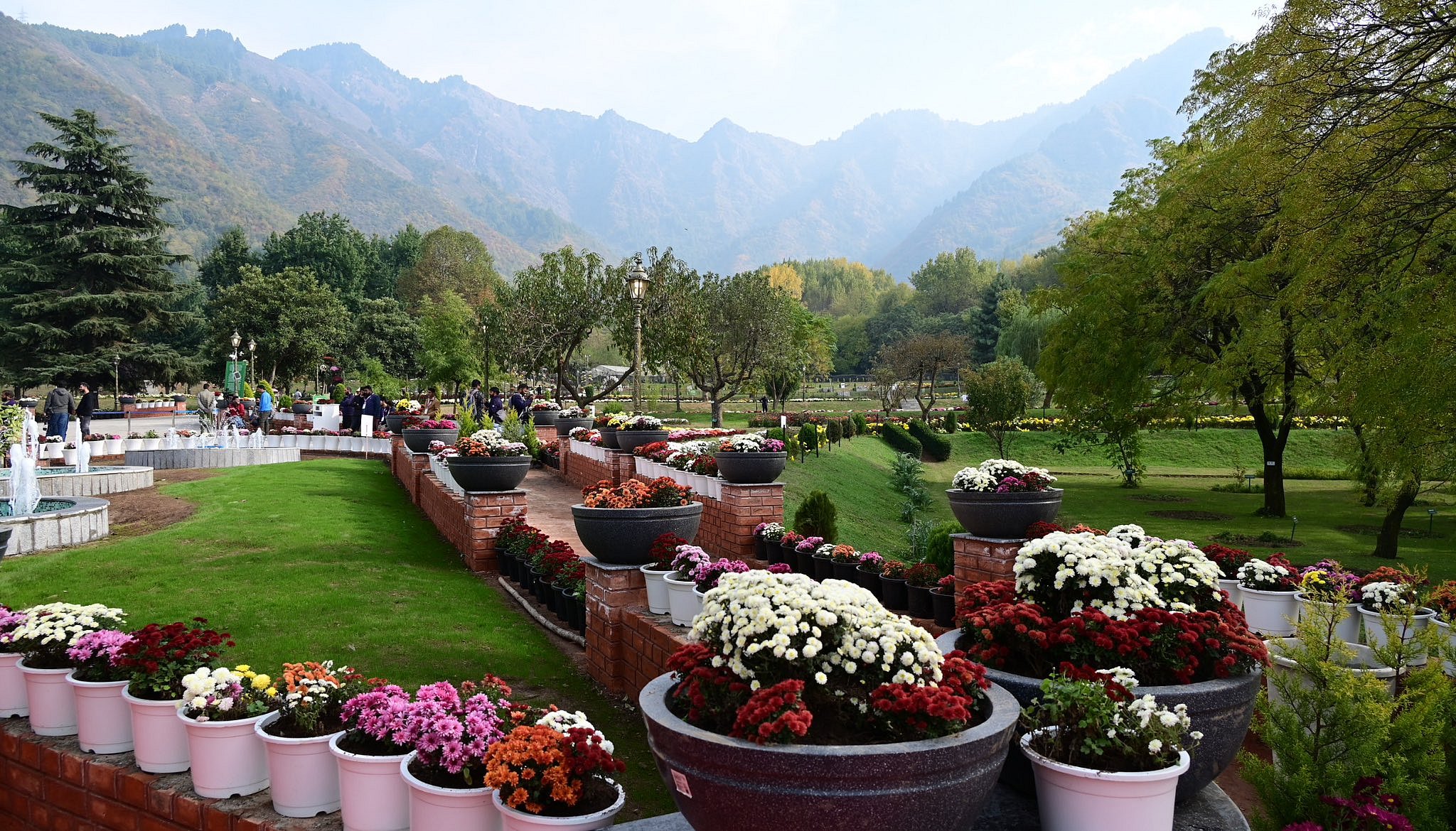 Srinagar diary | Chrysanthemum garden in Srinagar opens