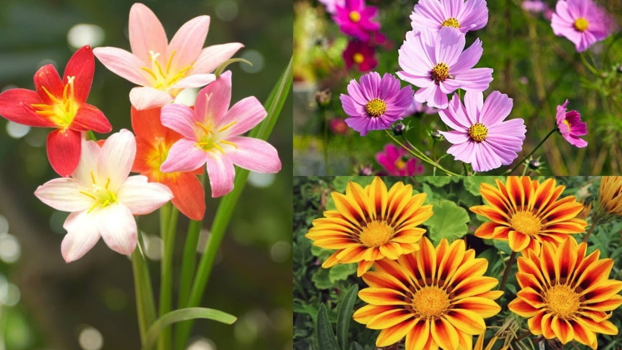 Hardy flowers that bring color to difficult garden spaces