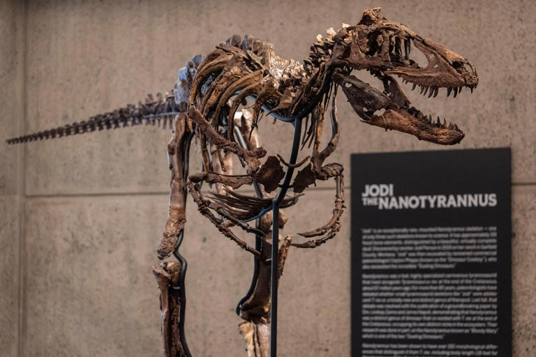 Dinosaur fossil resembling ‘mini T rex’ sells for whopping $47M