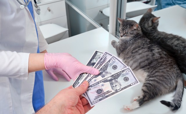 US veterinary prices have surged 67% since 2017, far outpacing overall ...