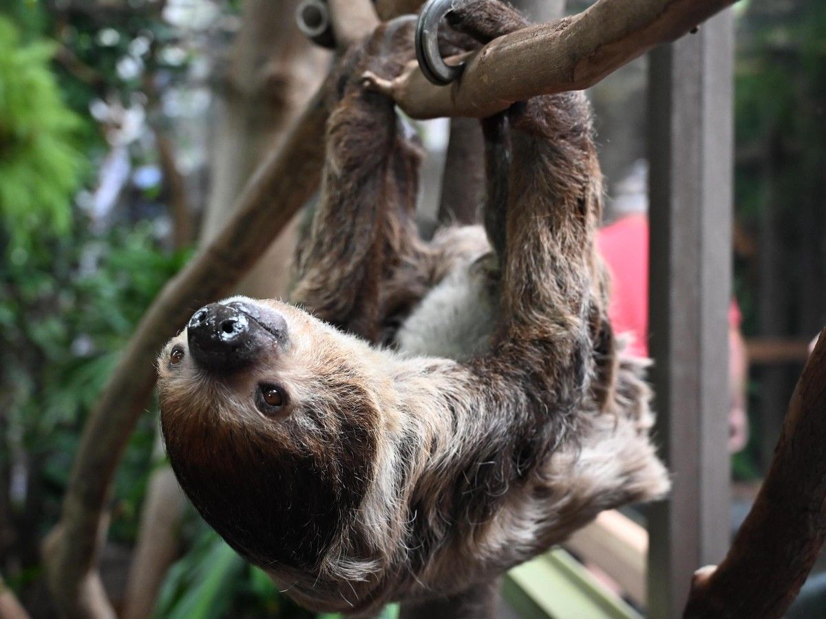 Hurricane, beloved sloth at Vancouver Aquarium, dies