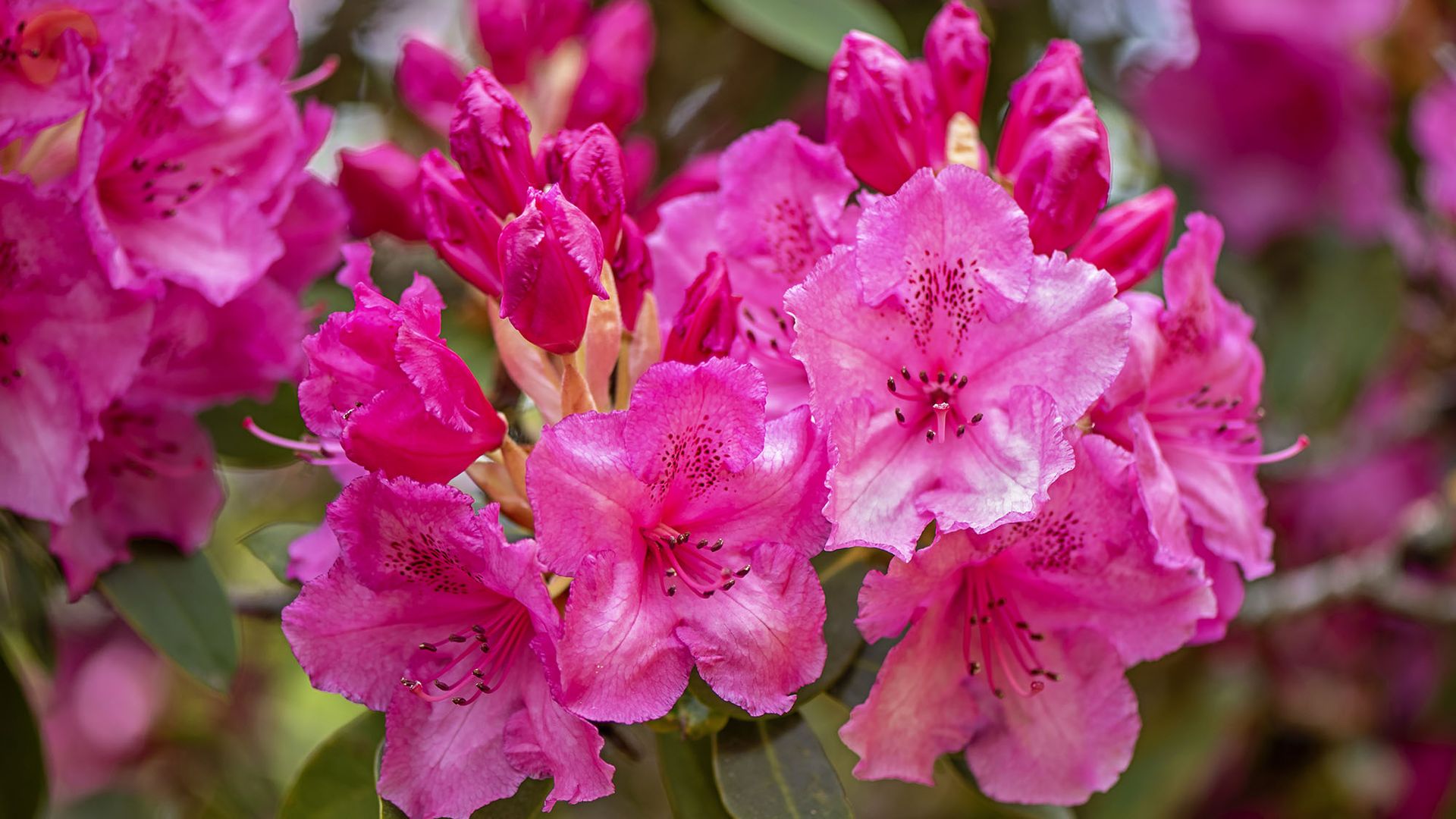 What to do with azaleas and rhododendrons in fall – 7 winter prep tips ...