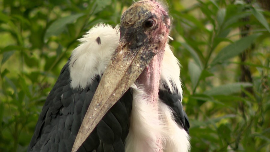 Edgar the Marabou stork is longest Fort Wayne Zoo resident