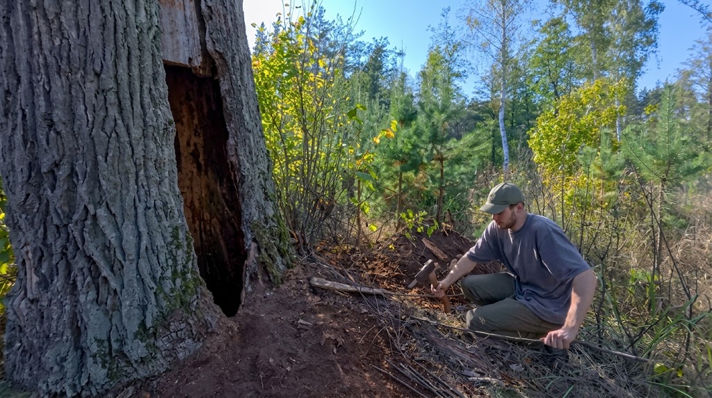 Can a giant oak tree become a warm and secret survival shelter?